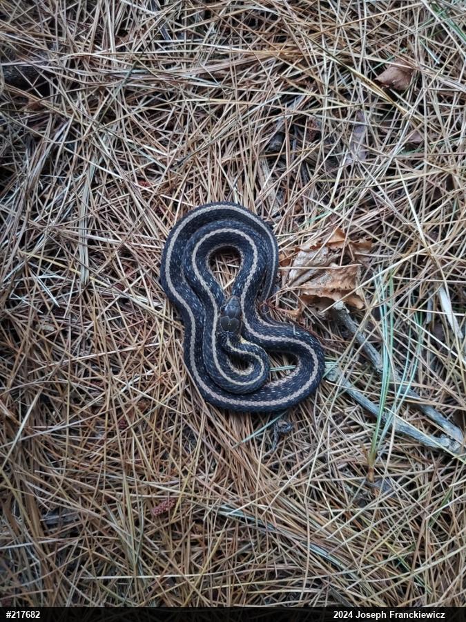 Eastern Gartersnake
