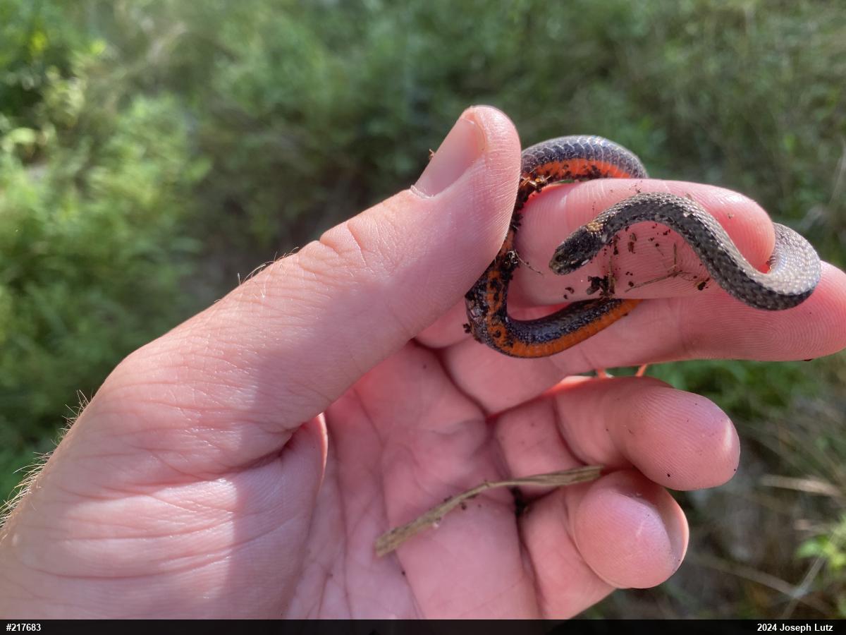 Red-bellied Snake