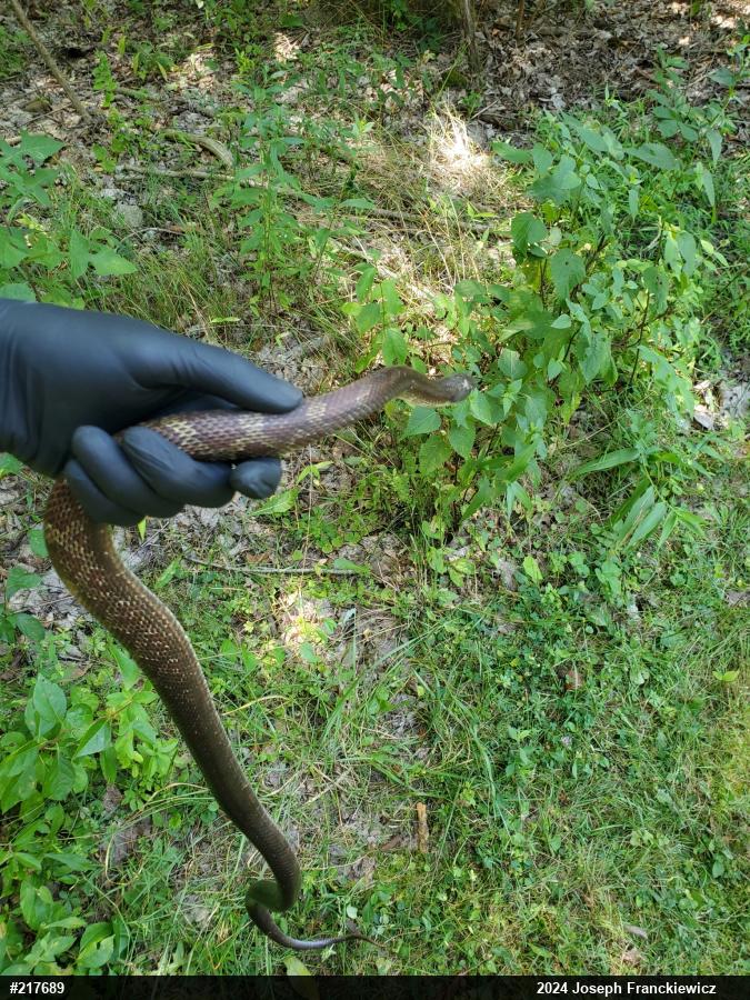 Eastern Ratsnake