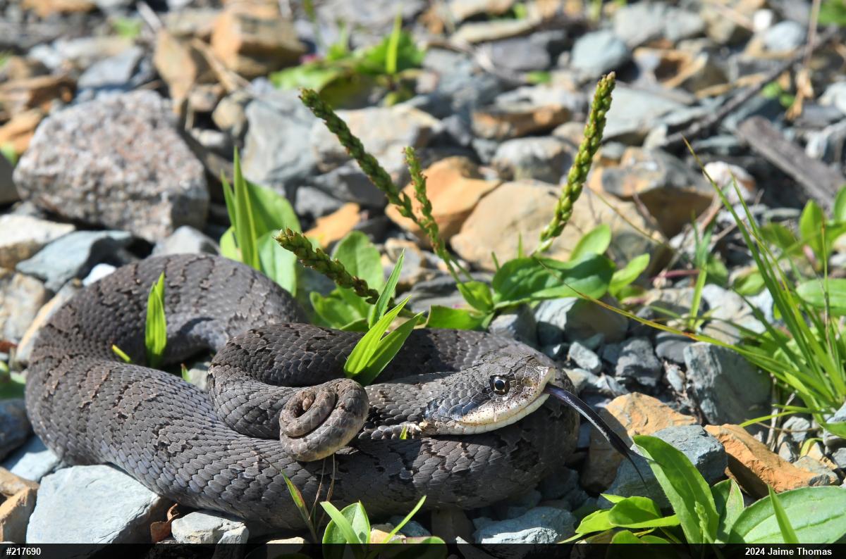 Eastern Hog-nosed Snake