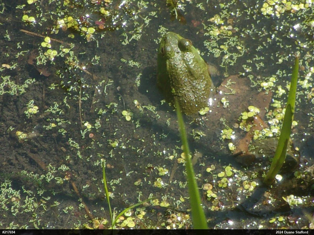 American Bullfrog