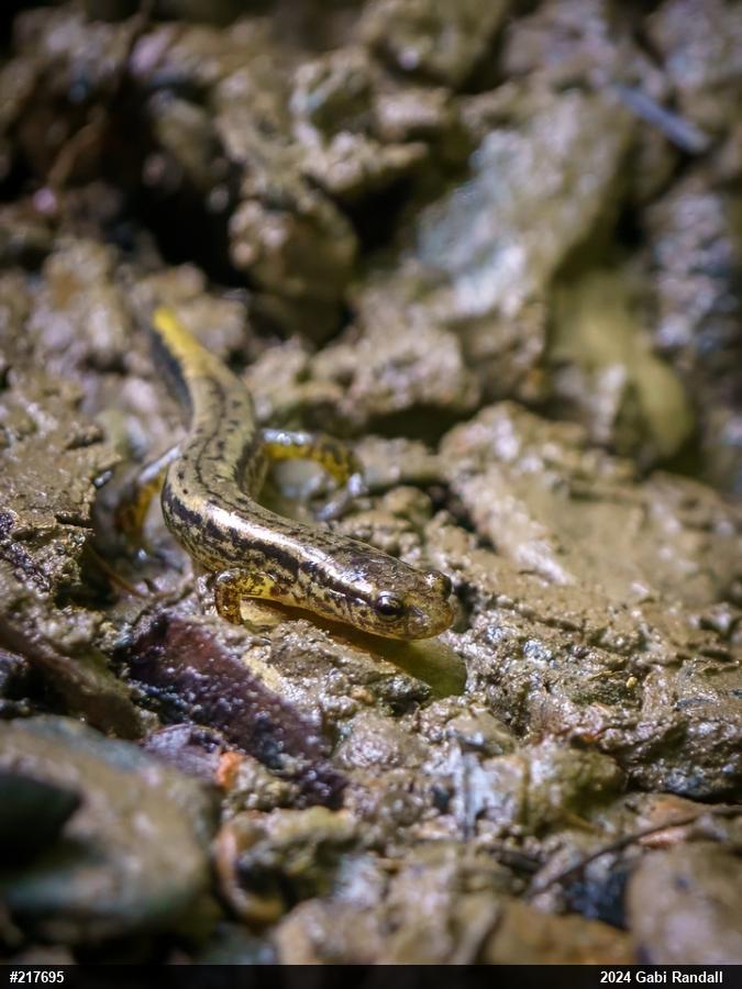 Northern Two-lined Salamander