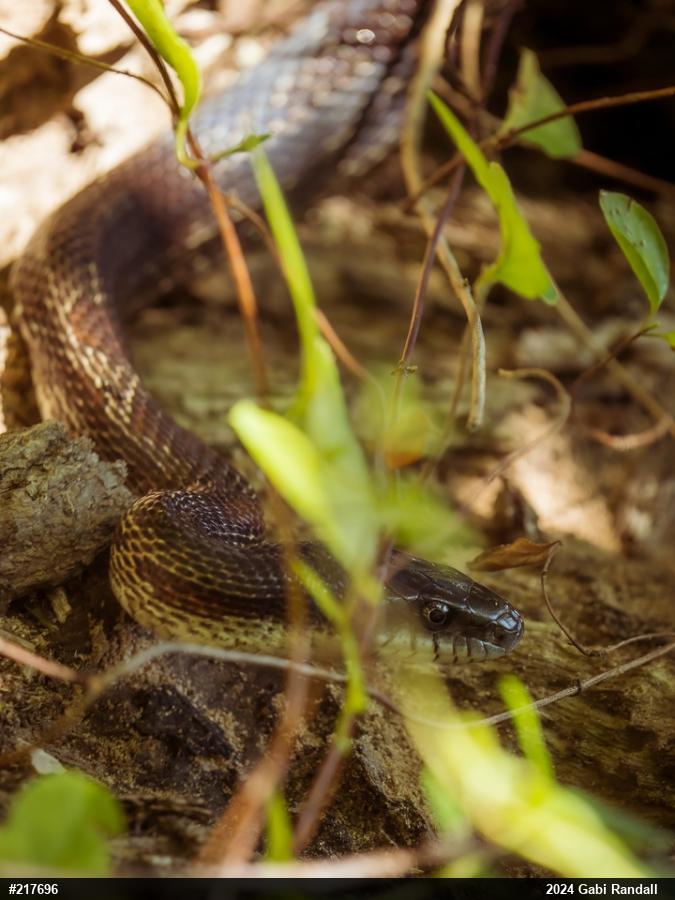 Eastern Ratsnake
