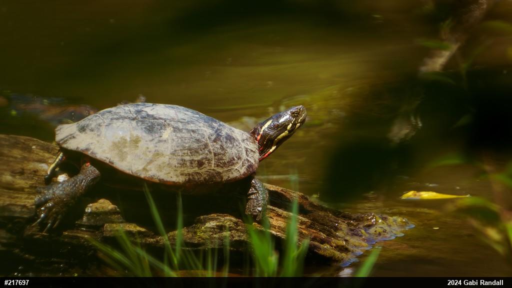 Midland Painted Turtle