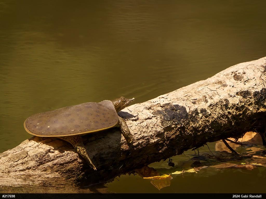 Eastern Spiny Softshell