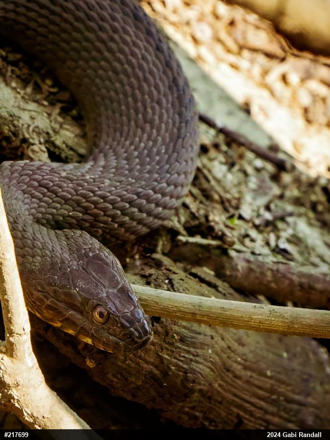 Northern Watersnake