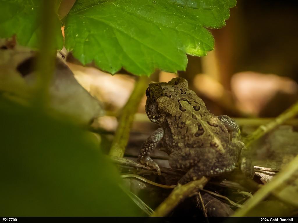 True Toads