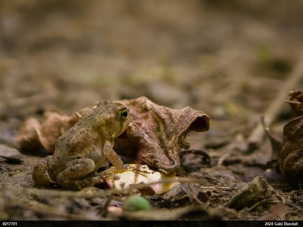 Eastern American Toad