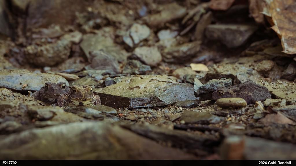 Eastern American Toad