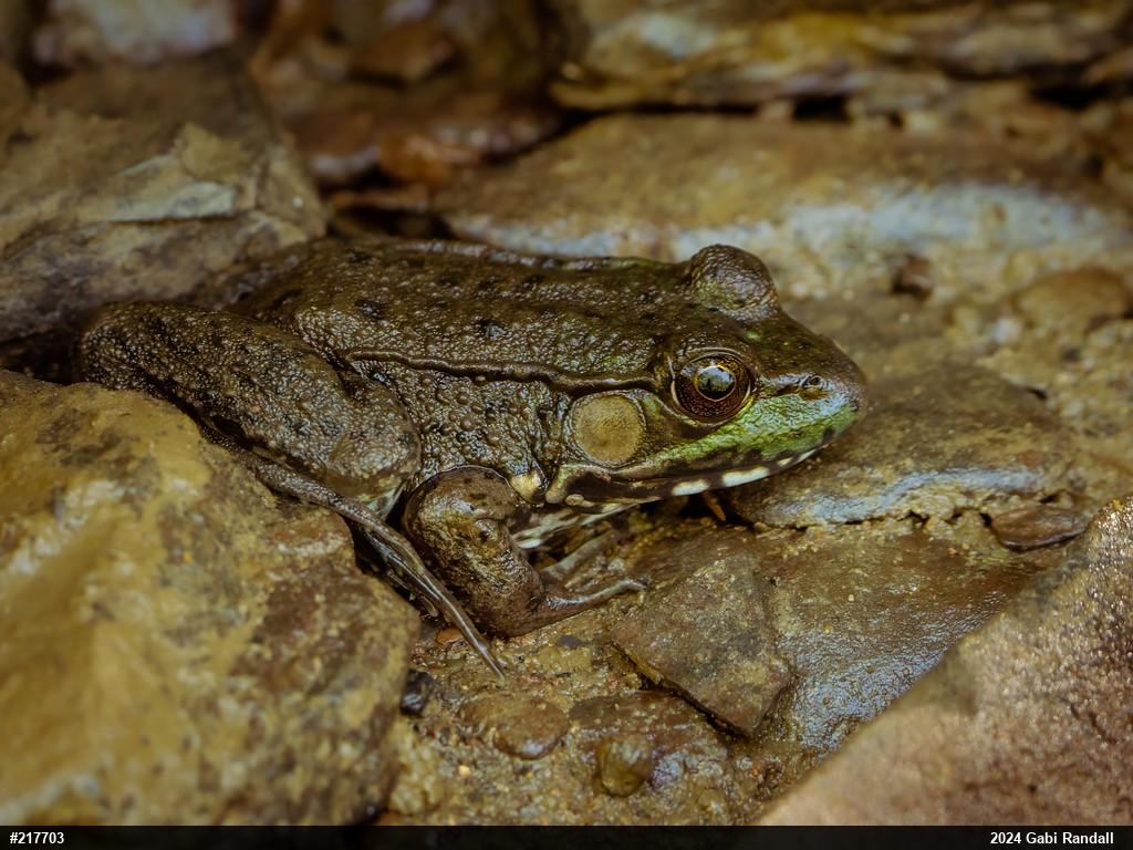 Green Frog