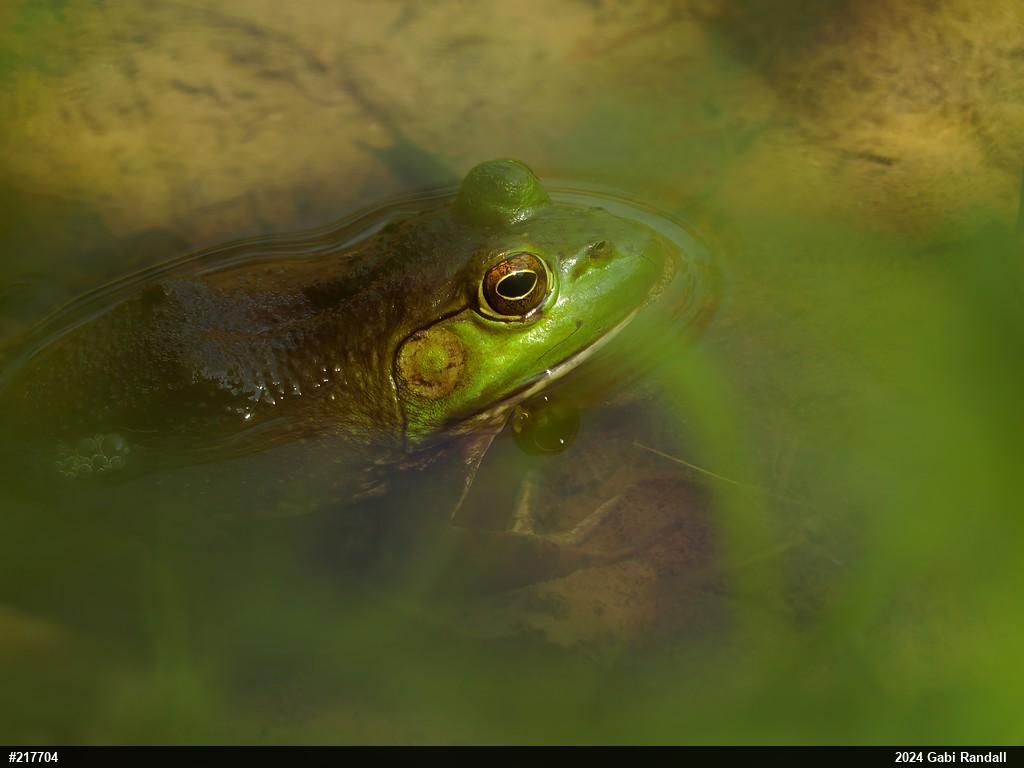 American Bullfrog