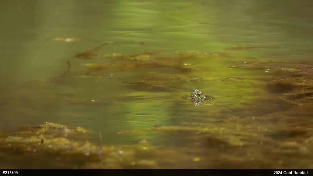 Painted Turtle