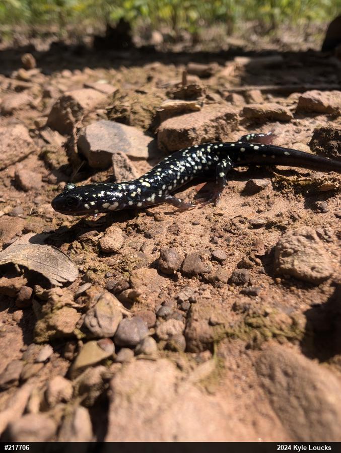 Northern Slimy Salamander