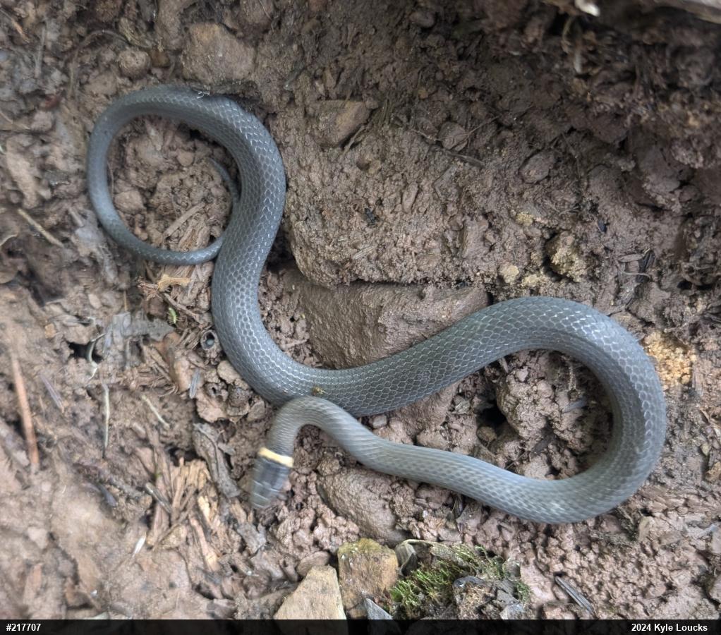 Northern Ring-necked Snake
