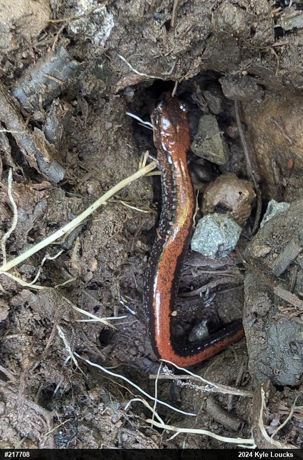 Eastern Red-backed  Salamander