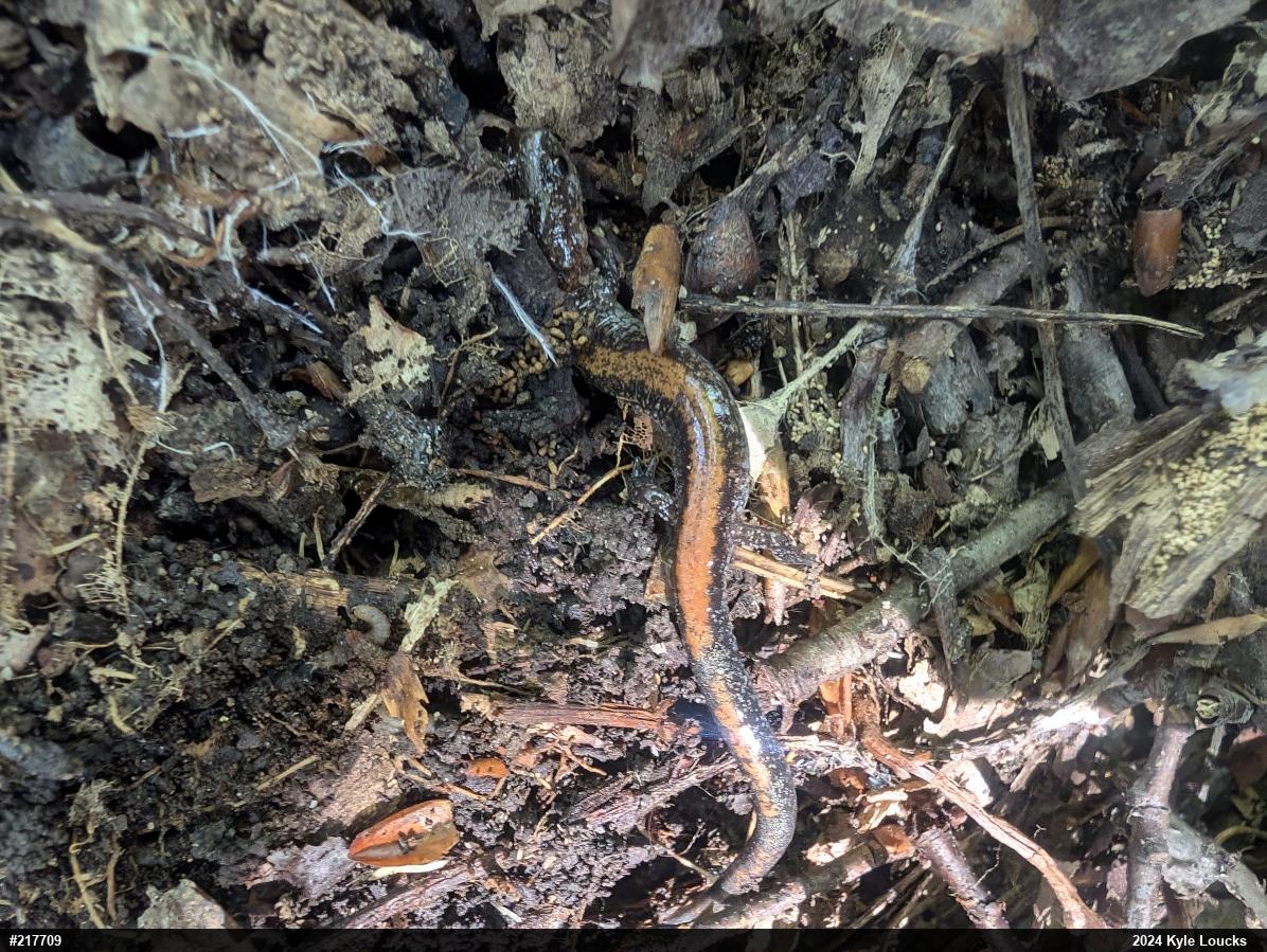 Eastern Red-backed  Salamander