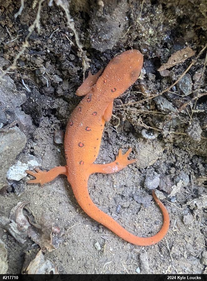 Red-spotted Newt