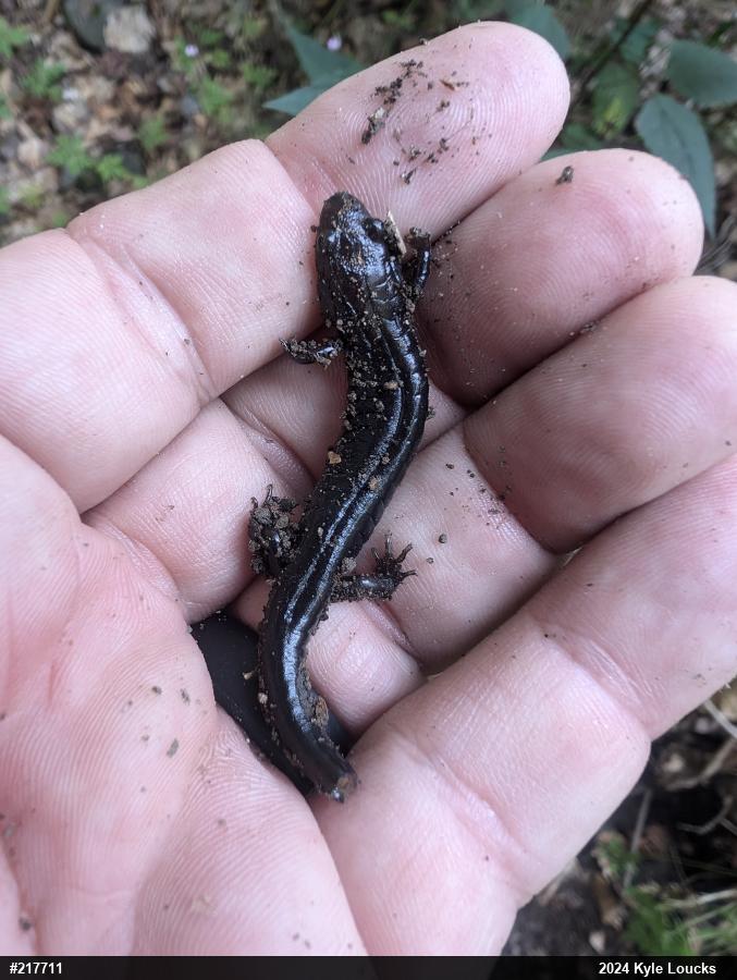 Allegheny Mountain Dusky Salamander