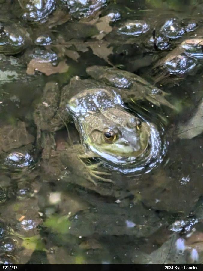 American Bullfrog