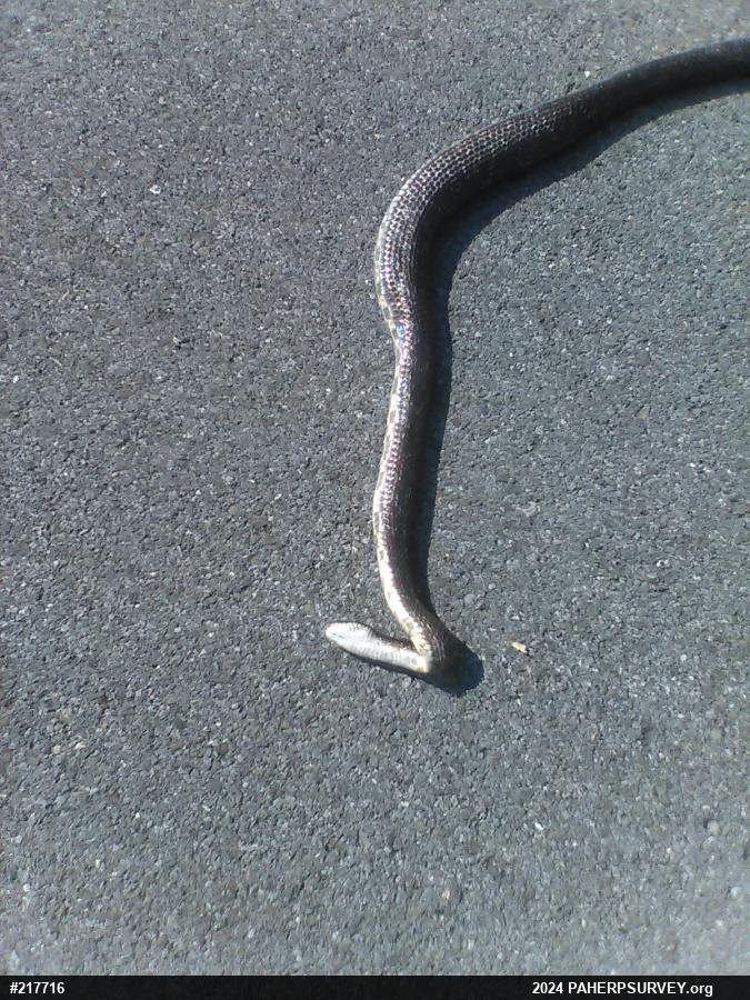 Eastern Ratsnake