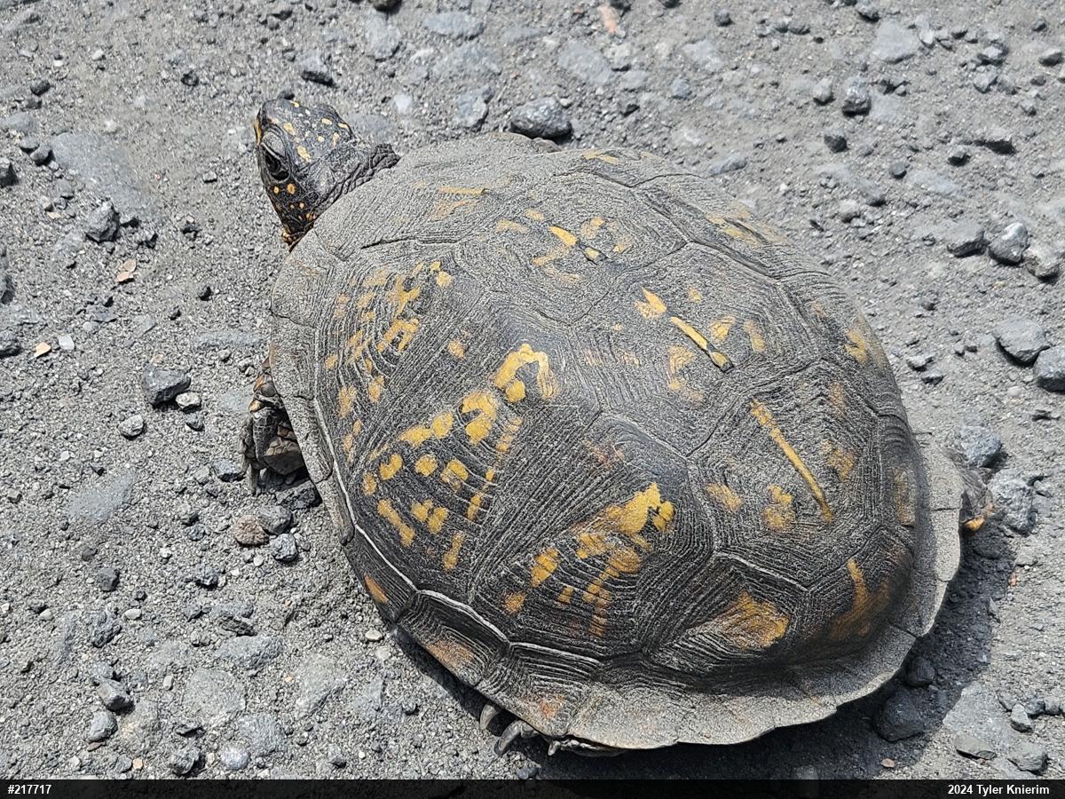 Eastern Box Turtle