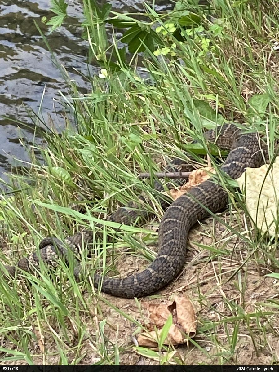 Northern Watersnake