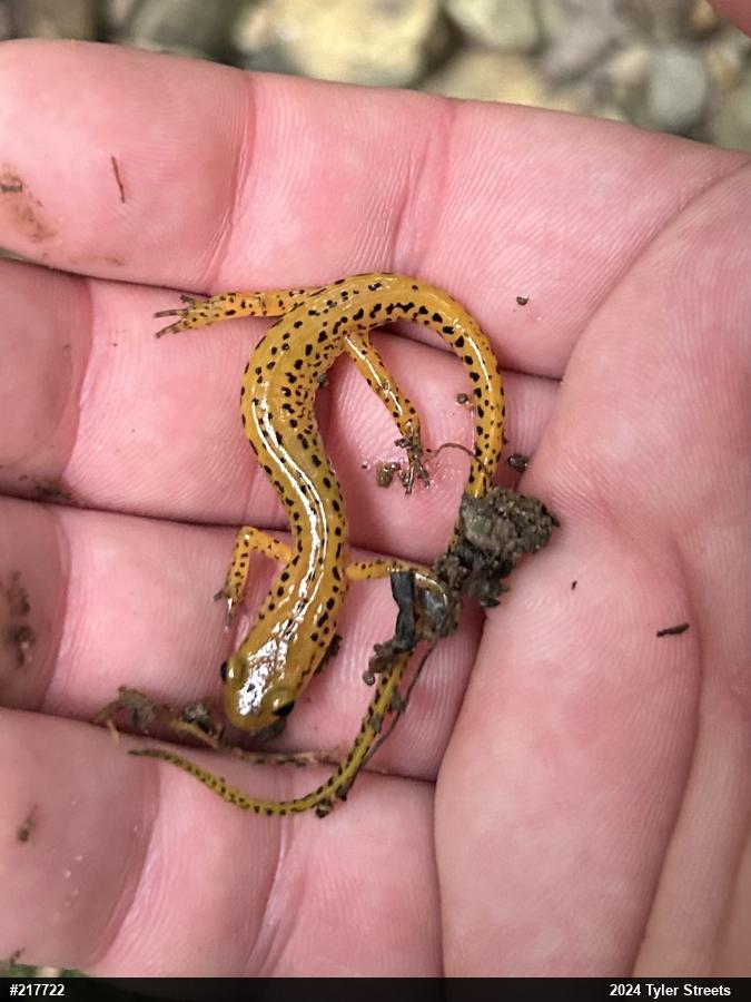 Eastern Long-tailed Salamander