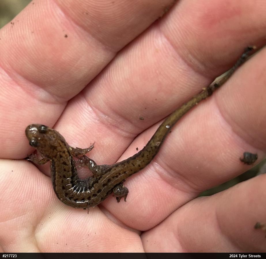 Allegheny Mountain Dusky Salamander