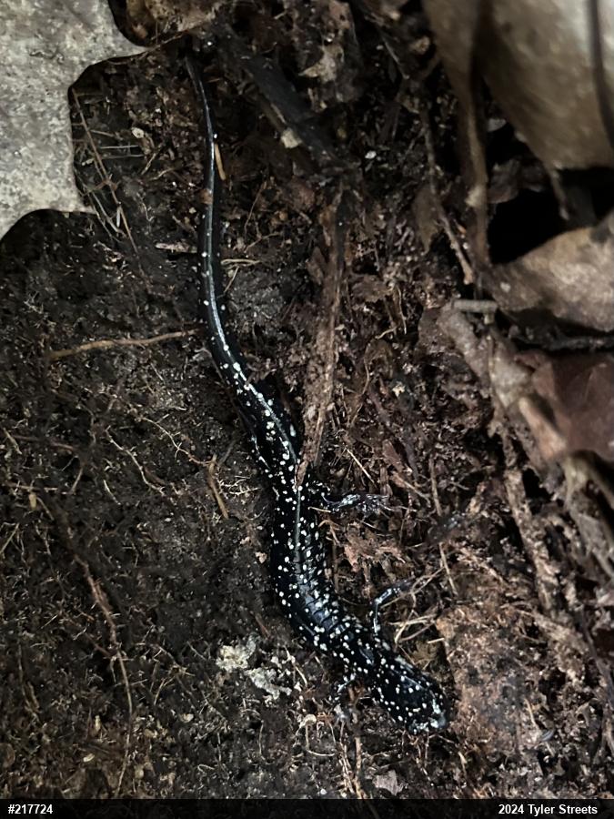 Northern Slimy Salamander