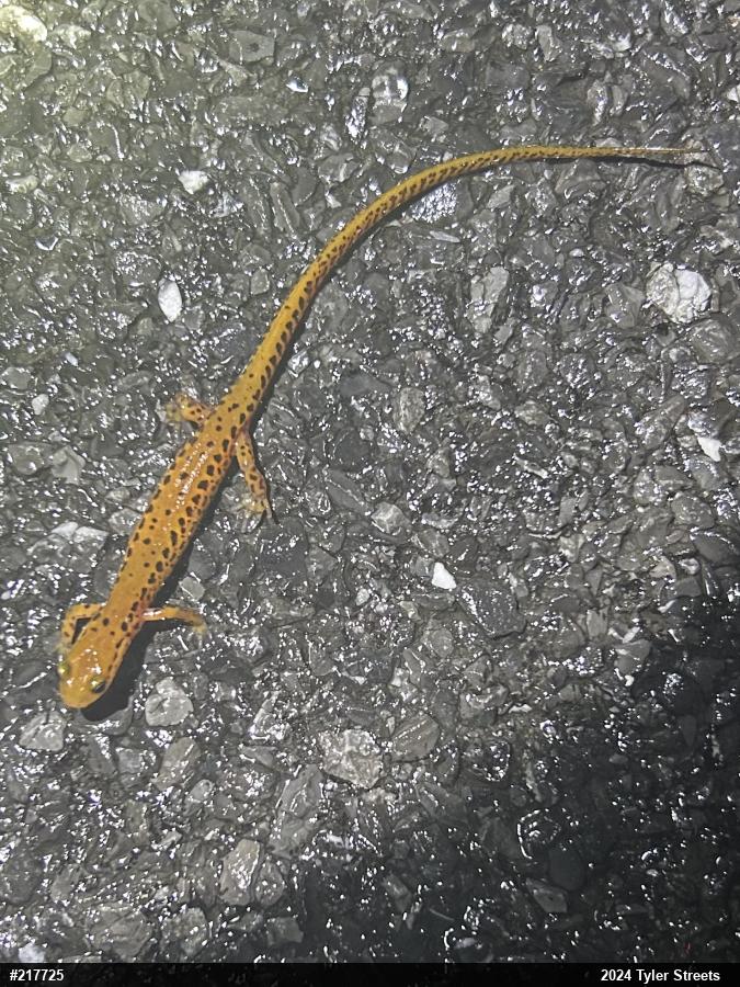 Eastern Long-tailed Salamander