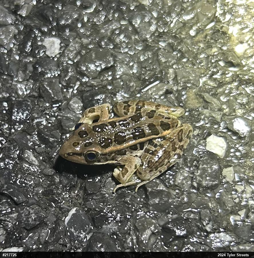 Pickerel Frog