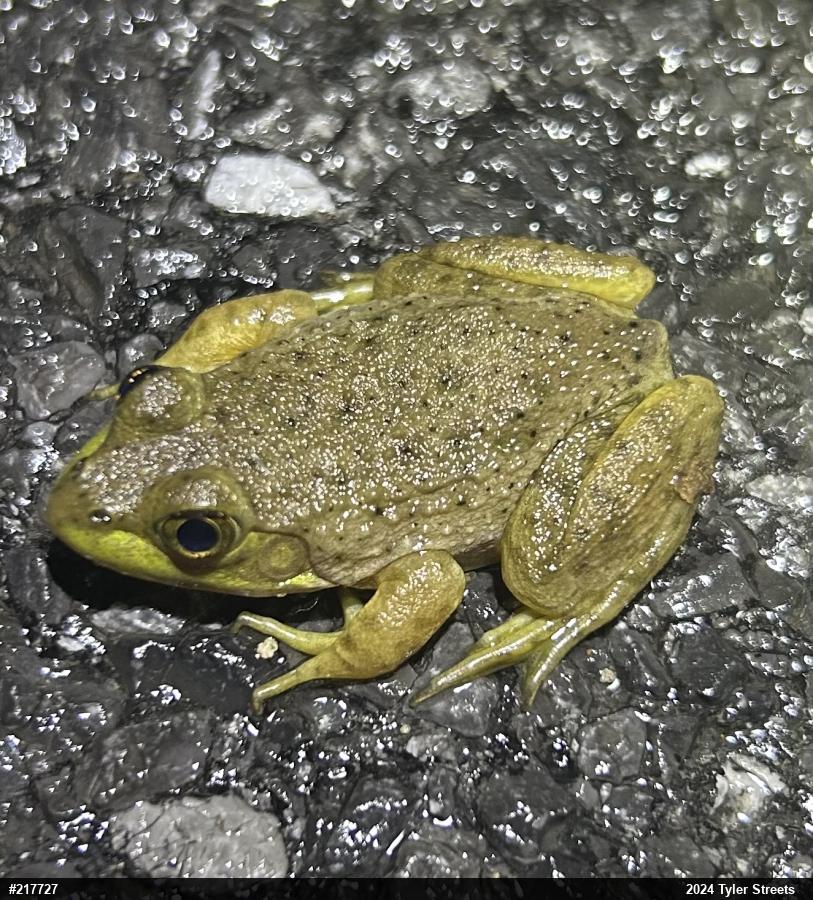 American Bullfrog