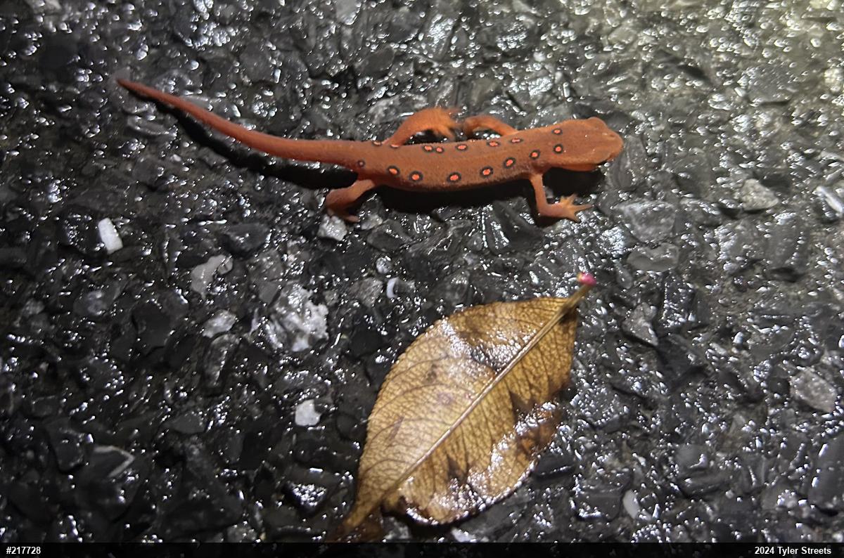 Red-spotted Newt
