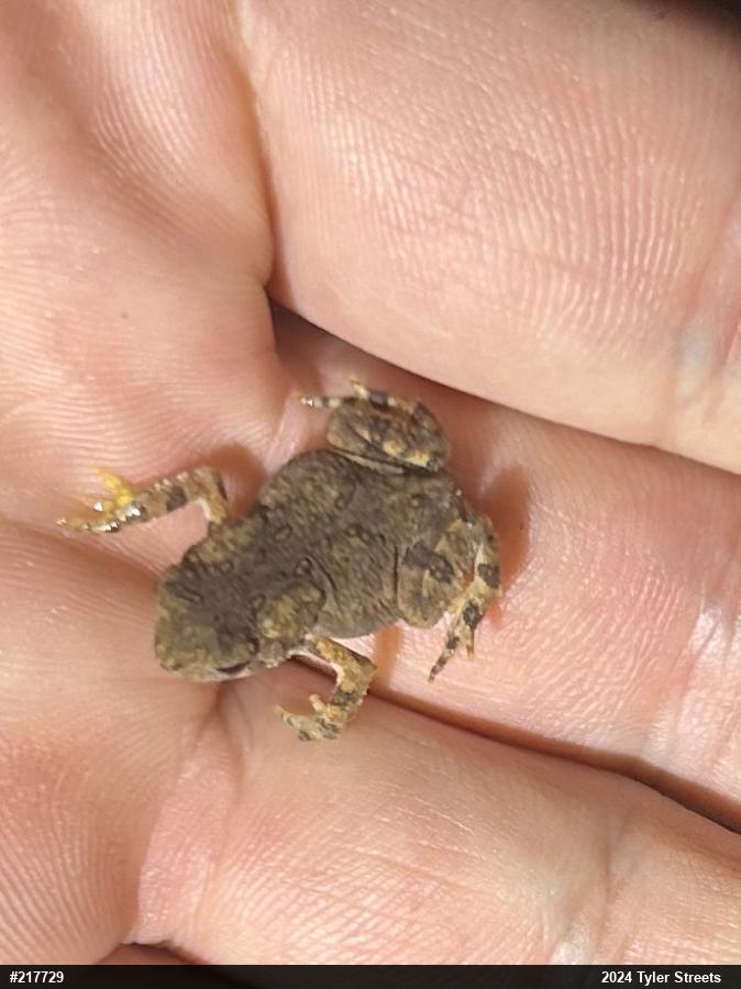 Eastern American Toad