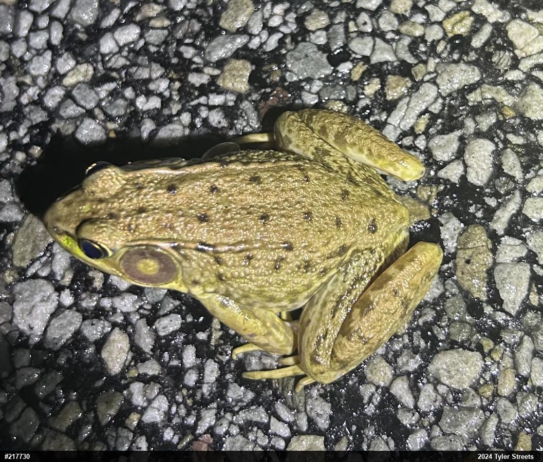 Green Frog