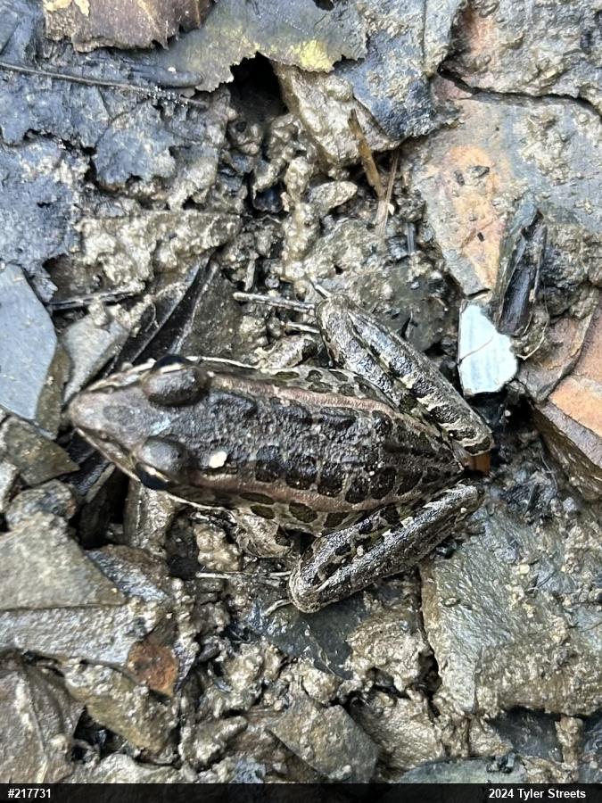 Pickerel Frog