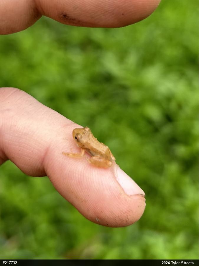 Spring Peeper