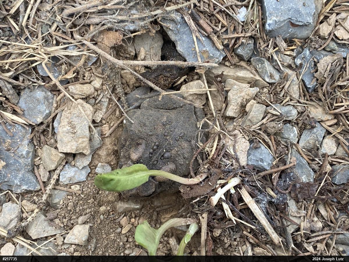 Eastern American Toad