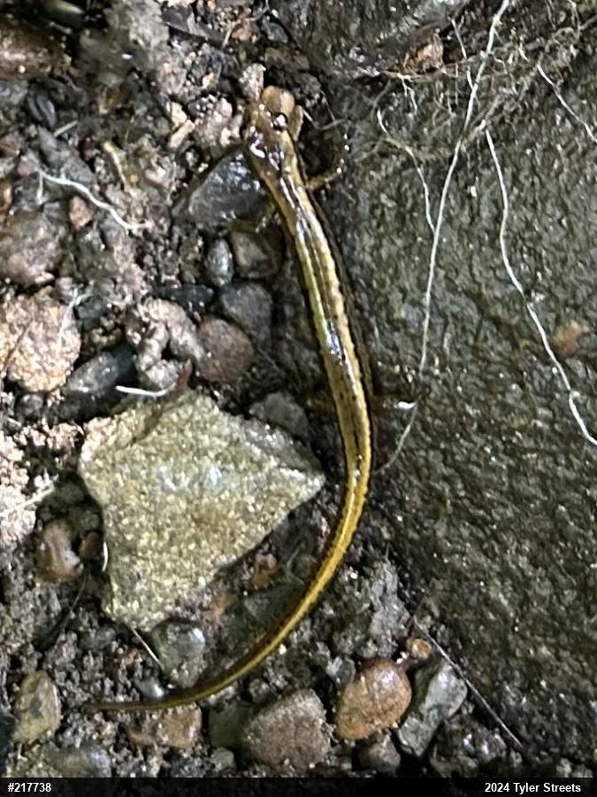 Northern Two-lined Salamander