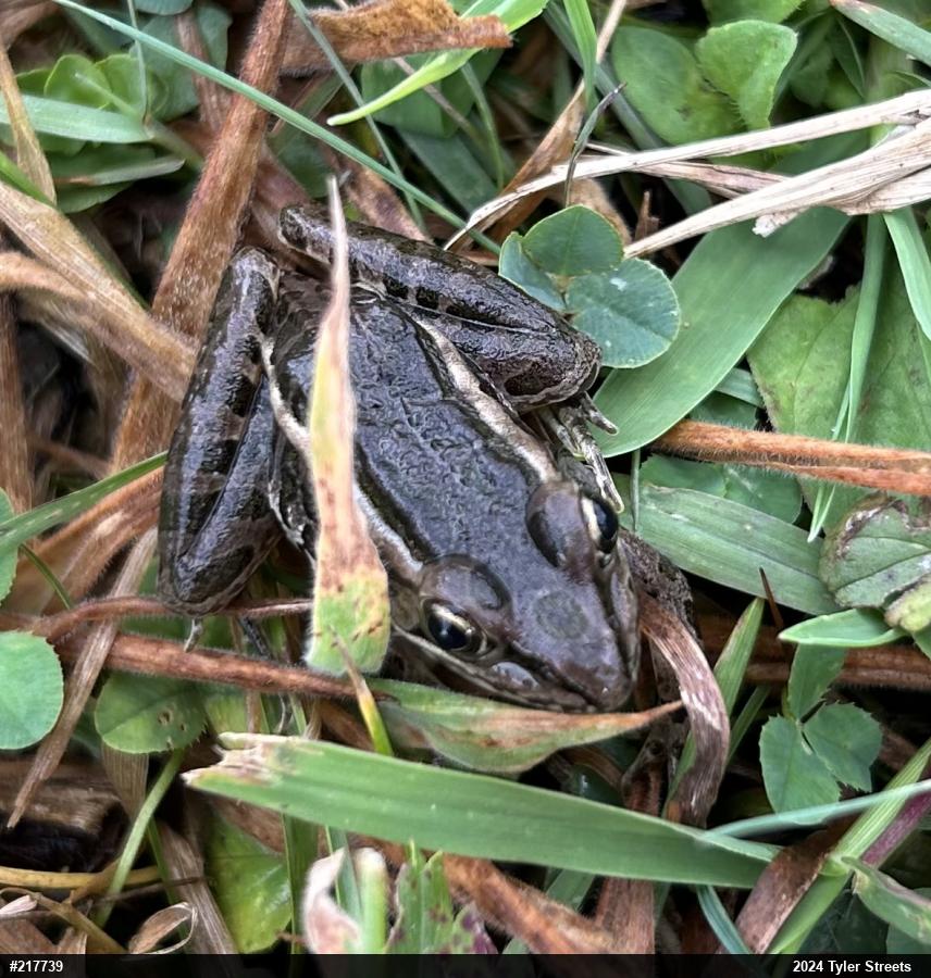 Pickerel Frog