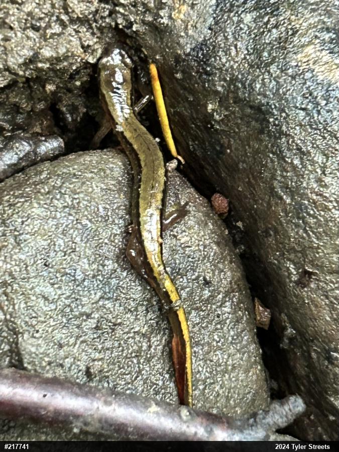 Northern Two-lined Salamander