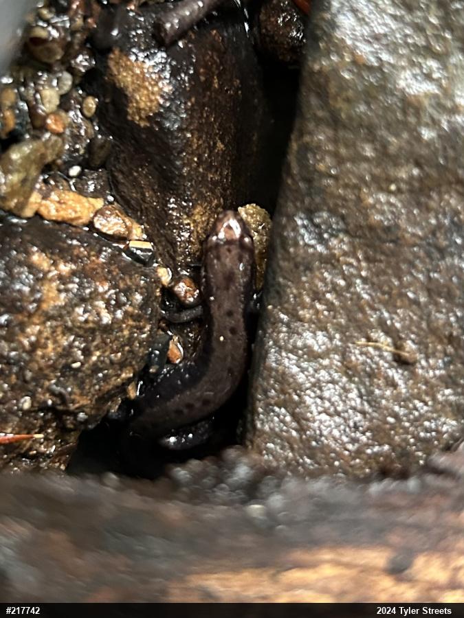 Allegheny Mountain Dusky Salamander