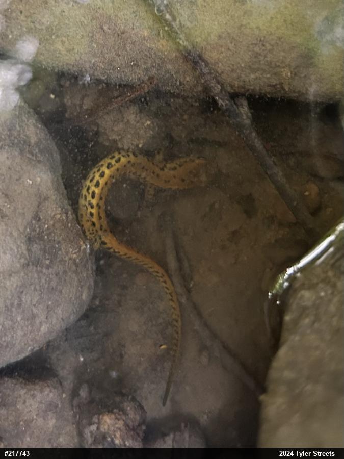 Eastern Long-tailed Salamander