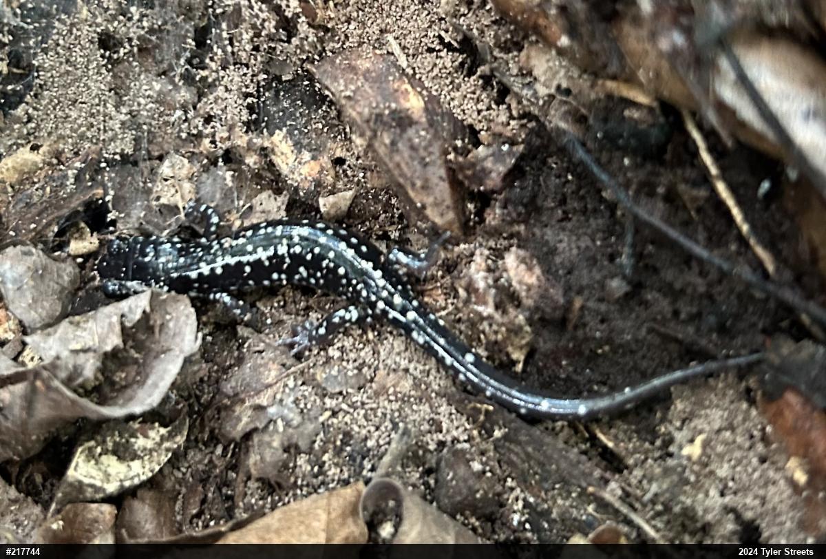 Northern Slimy Salamander