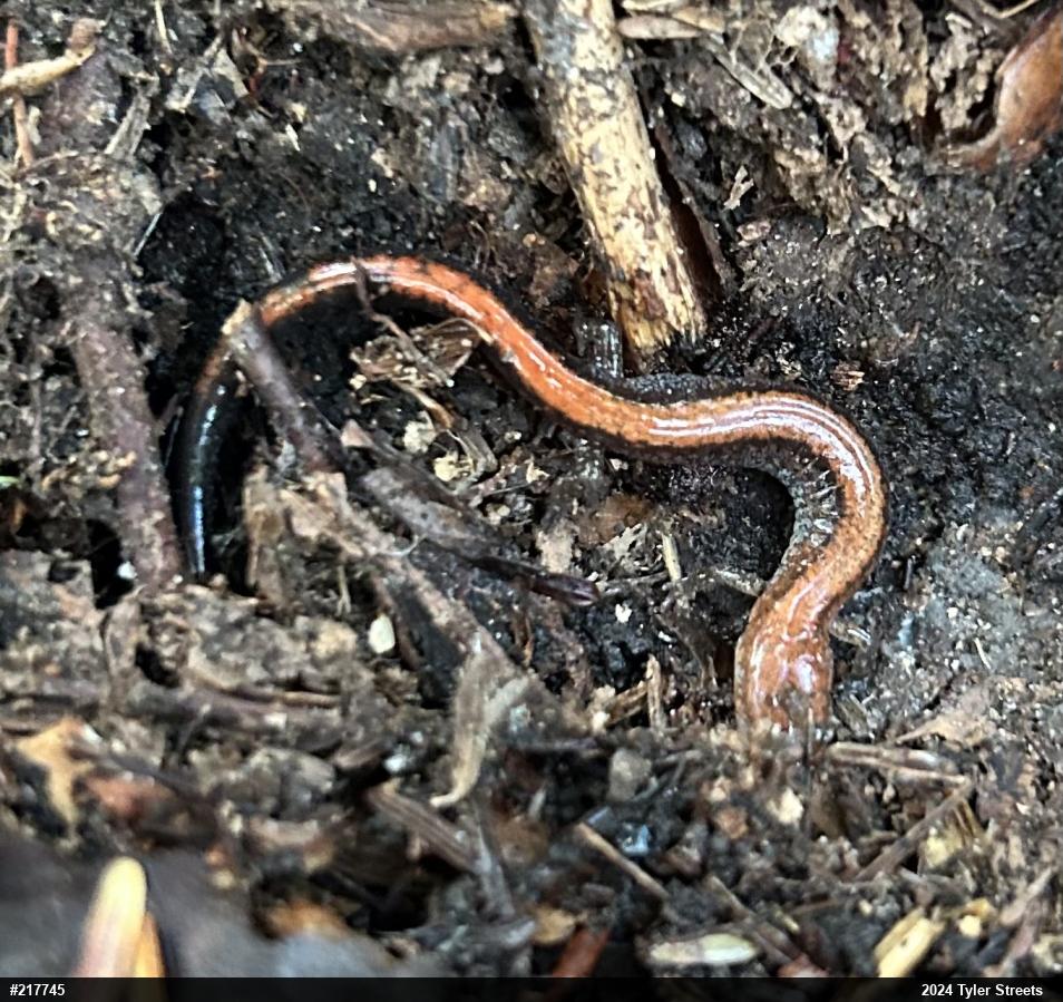 Eastern Red-backed  Salamander