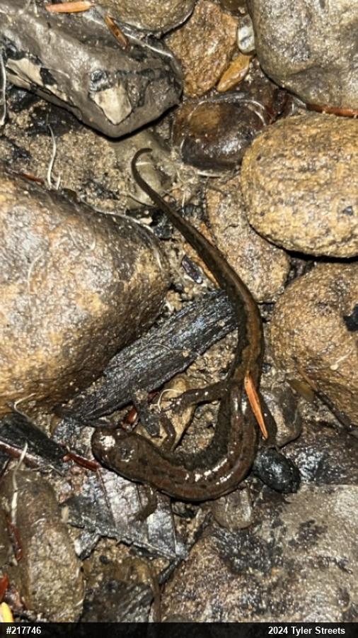 Northern Dusky Salamander
