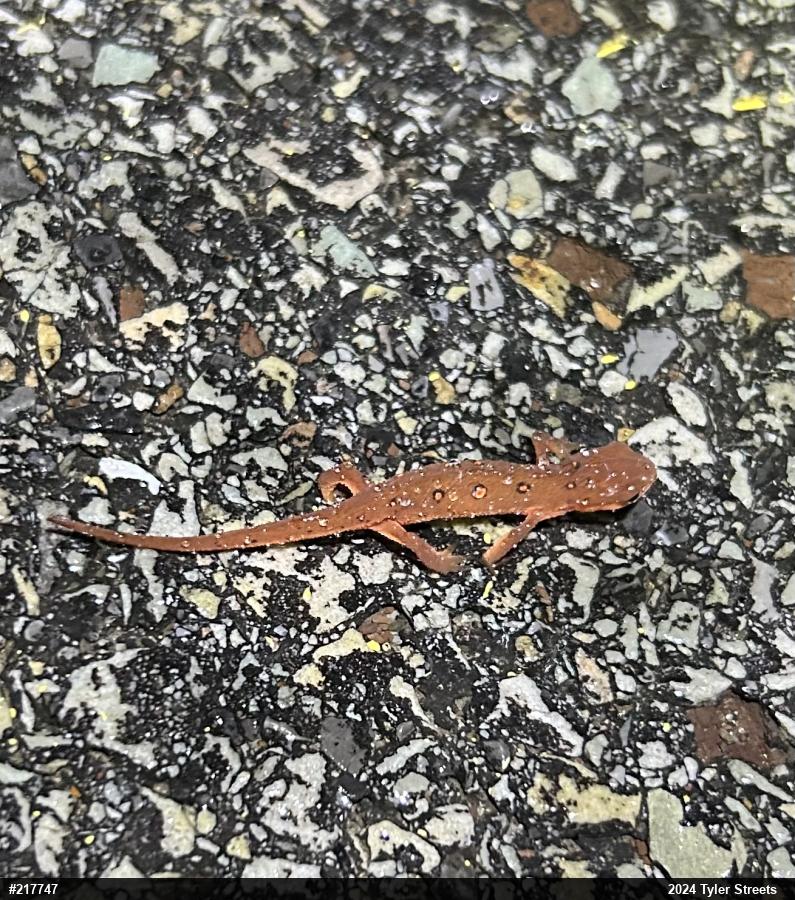 Red-spotted Newt