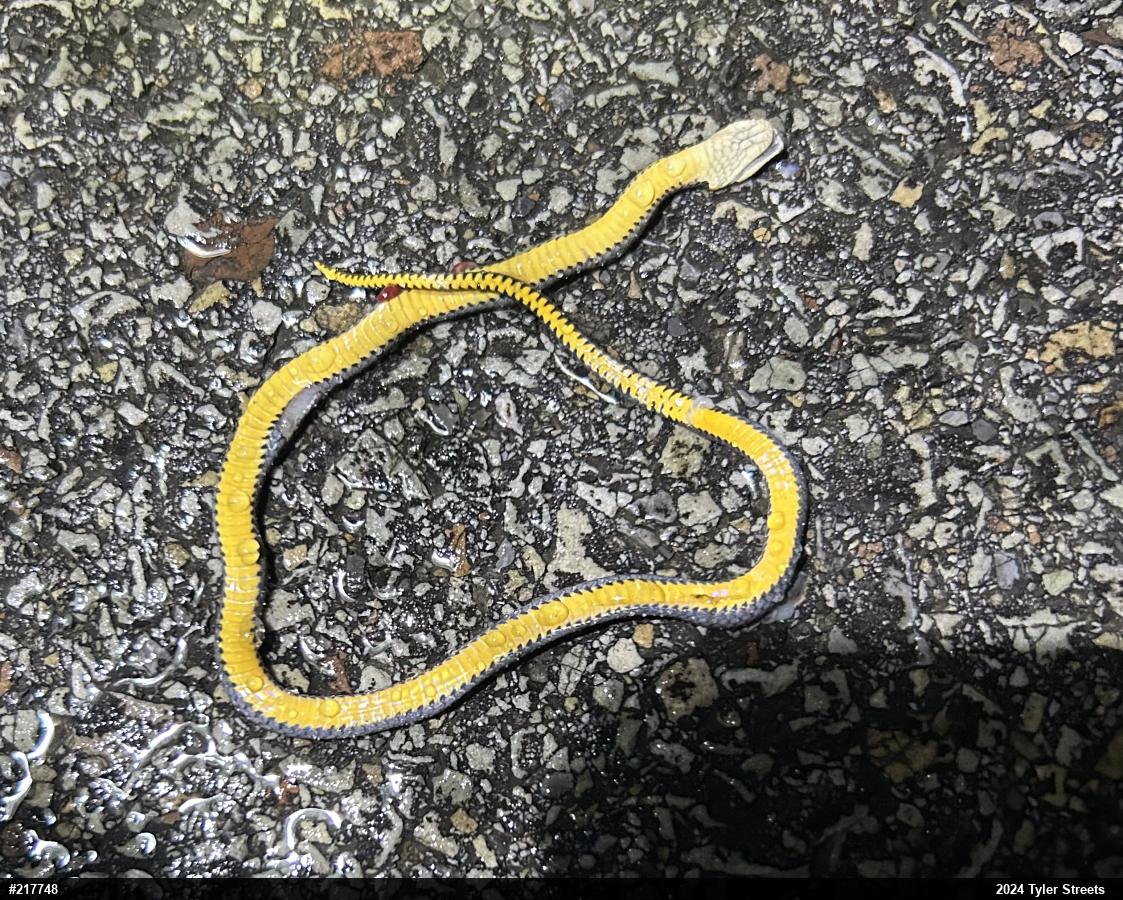 Northern Ring-necked Snake