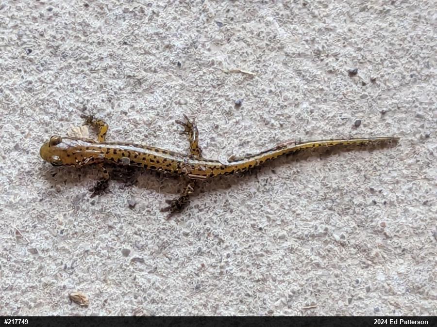 Eastern Long-tailed Salamander