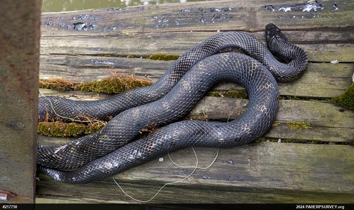Eastern Ratsnake